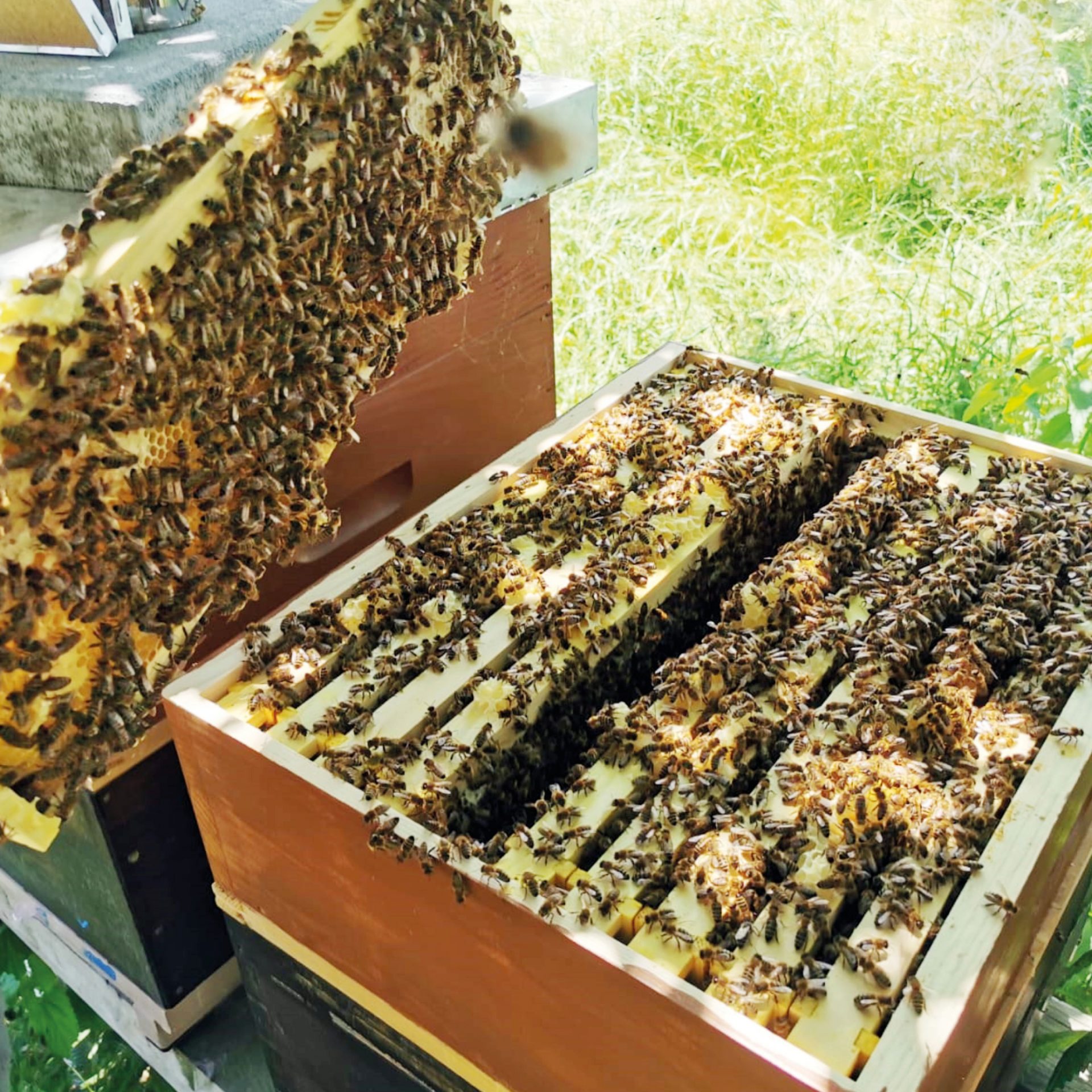 Bienenvölker auf Aroniafeldern