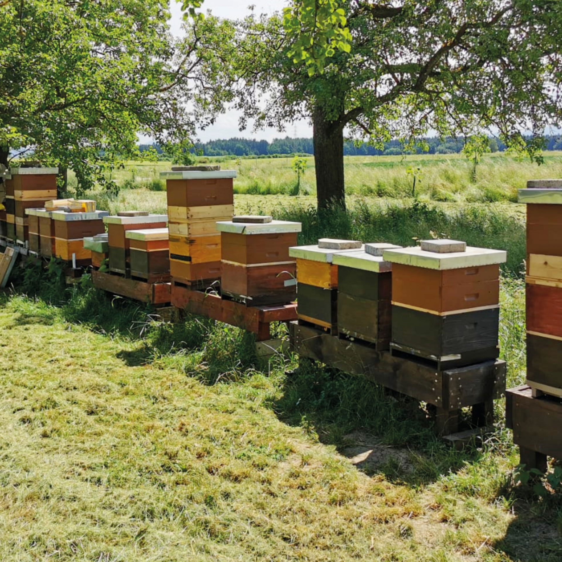 Bienenstöcke am Aroniahof Strasser