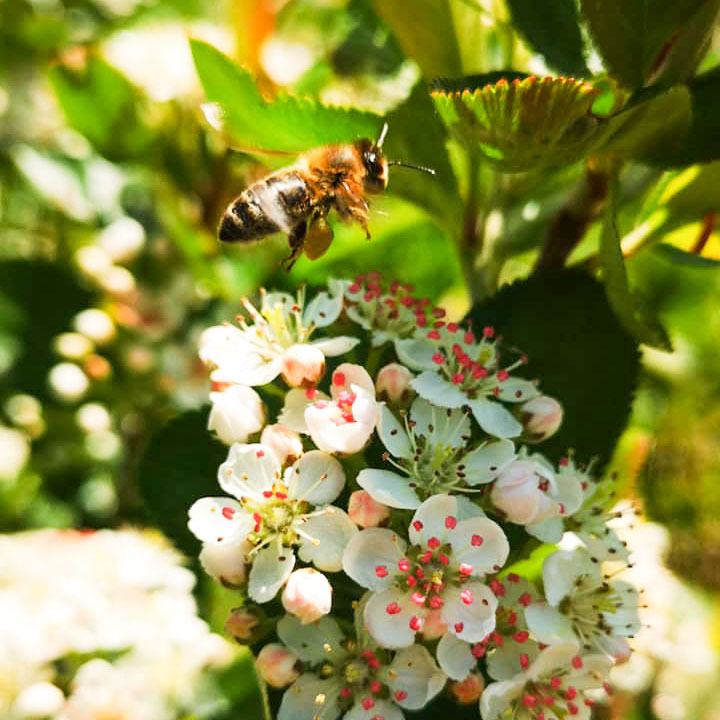 Biene zur Aroniablüte