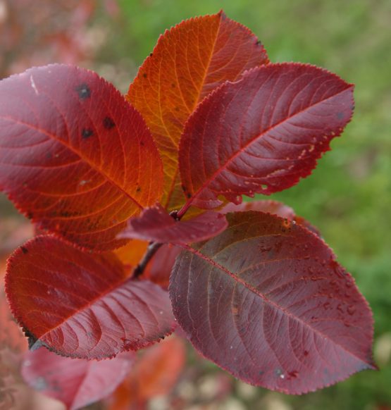 Aroniablätter rot Herbst