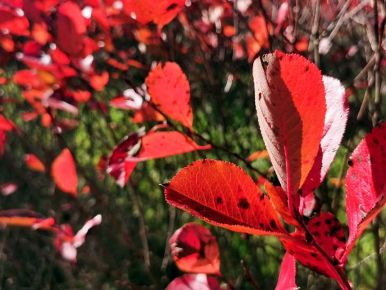 Aroniapflanze im Herbst - Indian Summer
