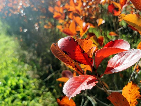 Aroniapflanze im Herbst
