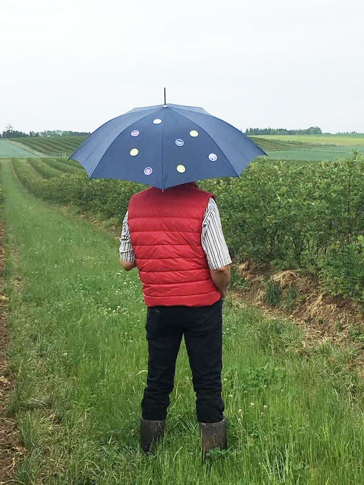 AroniaGut Sticker auf Regenschirm