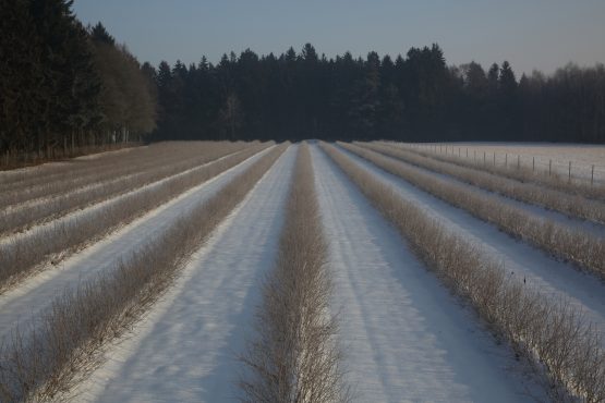 Aroniafeld im Winter